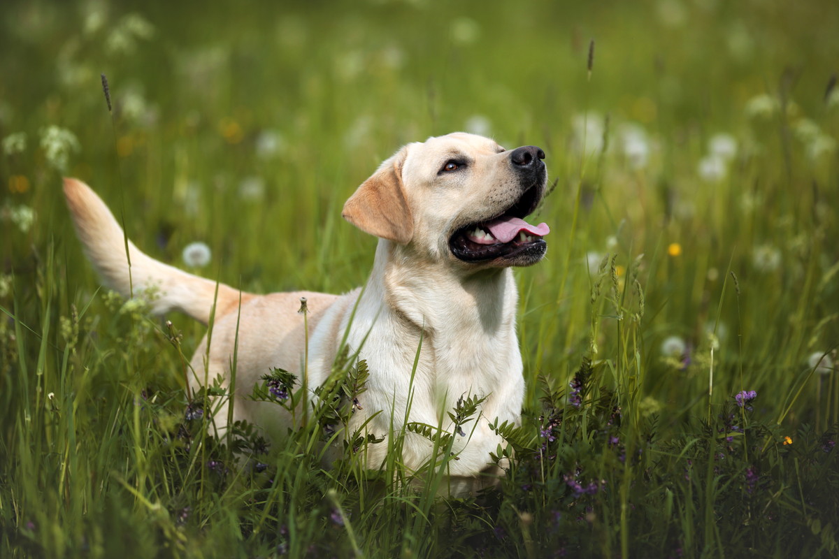 犬の免疫力・消化に欠かせない善玉菌についてご紹介。