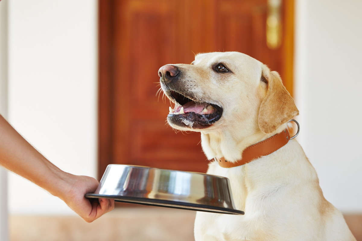 How to drink supplements for dogs